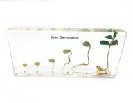 germination acrylic lifecyle classroom specimens logo