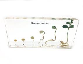 img 4 attached to Germination Acrylic Lifecyle Classroom Specimens