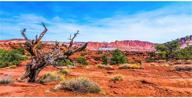 ๐ฆ durable polyester background for awert reptile habitat - blue sky oasis and orange desert terrarium logo