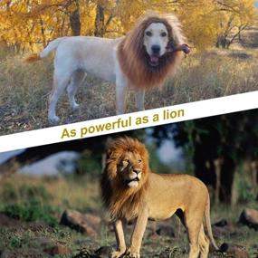 img 3 attached to 🦁 Refial Dog Lion Mane: Wig Costumes with Ears & Tail for Holiday Photoshoots - Perfect for Medium to Large Sized Dogs