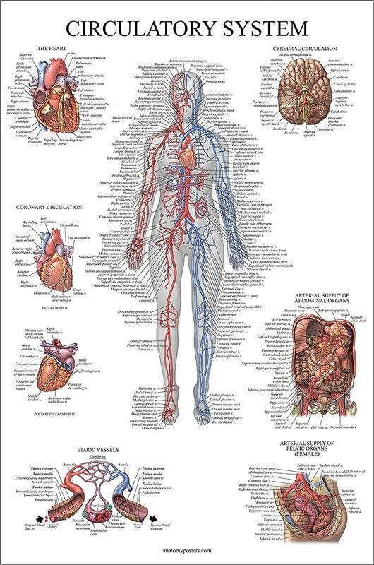 circulatory system anatomical chart vascular 로고