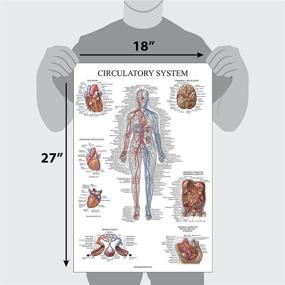 img 2 attached to 🩸 Anatomical Chart for Circulatory System Vessels