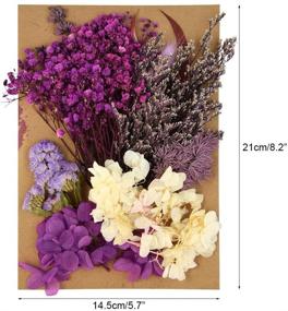 img 3 attached to 🌿 Poualss Real Dried Leaf Flowers Kit: Craft Scrapbooking and Jewelry Making with Purple Herbarium for Home Decoration