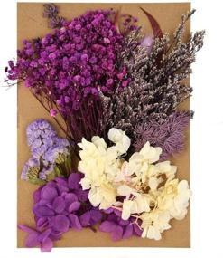 img 4 attached to 🌿 Poualss Real Dried Leaf Flowers Kit: Craft Scrapbooking and Jewelry Making with Purple Herbarium for Home Decoration