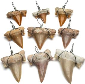 img 4 attached to 🦈 Explore KALIFANO Authentic Fossilized Prehistoric Mini Wire Wrapped Shark Teeth: 9-Pack from Morocco - Ideal for Fossil Collections, Jewelry Making, and Bulk Orders (Includes Information Card)