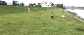 img 1 attached to 🐶 AMAGOOD Поводок для тренировки собак/щенков по командам памяти и агрессивности - Универсальный поводок длиной 15 футов, 20 футов, 30 футов и 50 футов для эффективной тренировки собак, команды памяти, игры, безопасности и кемпинга.