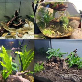 img 2 attached to 🐟 Enhance Your Aquarium with Tfwadmx 5PCS Natural Wood Driftwood Branches - Perfect Fish Tank Decor!