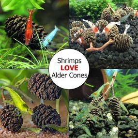 img 3 attached to 🦐 Premium Alder Cones for Shrimps & Freshwater Tanks - 1” Size, 50 Cones per Pack
