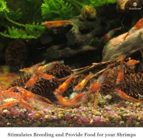 img 2 attached to 🦐 Premium Alder Cones for Shrimps & Freshwater Tanks - 1” Size, 50 Cones per Pack