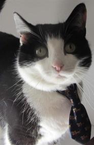 img 3 attached to 🐾 PawsAttire LLC Early Hanging Necktie Pet Collar: Versatile Sizes & Patterns for Dogs, Cats & More