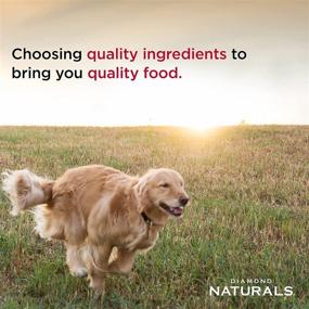 img 2 attached to Nutritious Diamond Naturals Dry Food: Chicken and Rice Formula for Adult Dogs in a 40 Pound Bag