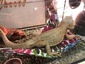 img 1 attached to HAPEE Bearded Dragon Hammock: Reptile Lounger for Lizards, Hammocks for Pet Dragon