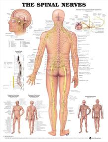 img 1 attached to 🧠 Explore the Intricacies of Spinal Nerves with the Anatomical Chart