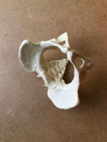 img 3 attached to UmiArt Mini Female Pelvis Model