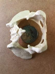 img 2 attached to UmiArt Mini Female Pelvis Model