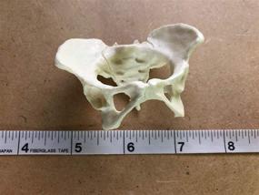 img 4 attached to UmiArt Mini Female Pelvis Model