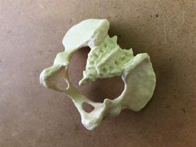 img 1 attached to UmiArt Mini Female Pelvis Model