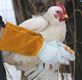 img 2 attached to Falconry Work Gloves - Ensuring 🦅 Occupational Health & Safety for Animal Handling