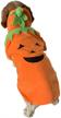 happy pet pumpkin costume medium logo