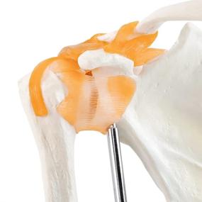 img 1 attached to 🦴 Shoulder Joint Model | Anatomical Medical Anatomy Skeleton for Doctors, Educational Tool for Medical Teaching & Learning | Replica of Normal Shoulder Joint with Ligaments