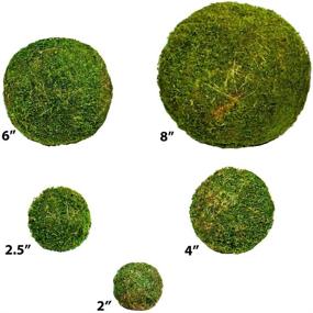 img 1 attached to SuperMoss (21663) Moss Ball: A Fresh Green Decorative Accent in 8-Inch Size!