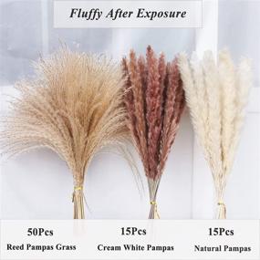 img 3 attached to Dried Pampas Grass Bundle - 80 Pcs, Natural Fluffy 🌾 Swinging DIY Boho Plant for Boho Home Decor - 3 Colors (Tricolor)