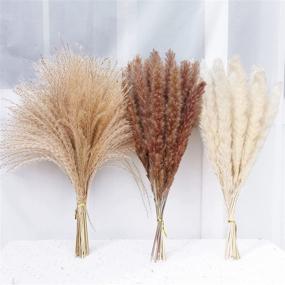 img 4 attached to Dried Pampas Grass Bundle - 80 Pcs, Natural Fluffy 🌾 Swinging DIY Boho Plant for Boho Home Decor - 3 Colors (Tricolor)