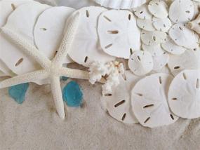 img 1 attached to 🐚 Shop the Tumbler Home White Sand Dollars Set of 10 – Perfect for Wedding Seashell Crafts