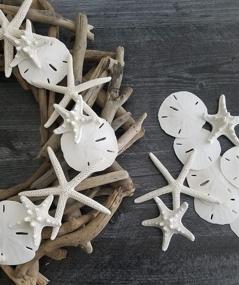 img 2 attached to 🐚 Shop the Tumbler Home White Sand Dollars Set of 10 – Perfect for Wedding Seashell Crafts