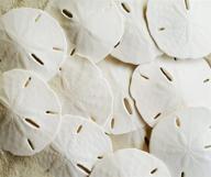 🐚 shop the tumbler home white sand dollars set of 10 – perfect for wedding seashell crafts logo