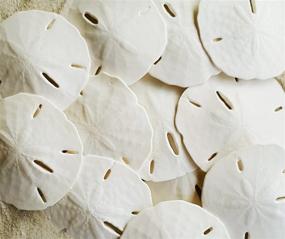 img 4 attached to 🐚 Shop the Tumbler Home White Sand Dollars Set of 10 – Perfect for Wedding Seashell Crafts