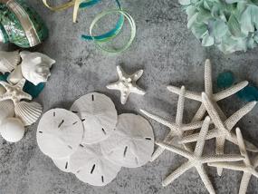 img 3 attached to 🐚 Shop the Tumbler Home White Sand Dollars Set of 10 – Perfect for Wedding Seashell Crafts