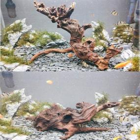 img 2 attached to 🐠 Enhance Your Fish Tank with PINVNBY Natural Aquarium Driftwood - Pack of 3 Assorted Branches: Perfect Reptile Ornament and Decoration