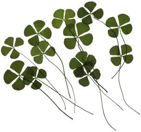 img 3 attached to 🍀 36 Pieces Genuine Natural Pressed Dried Four-Leaf Clover Leaf Plant Flowers for Resin Jewelry Crafting and Art