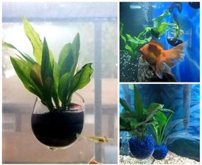 img 1 attached to 🌱 DS. Distinctive Style Crystal Glass Aquatic Plant Cups - Set of 2 with Suction Cups for Stunning Aquarium Decoration