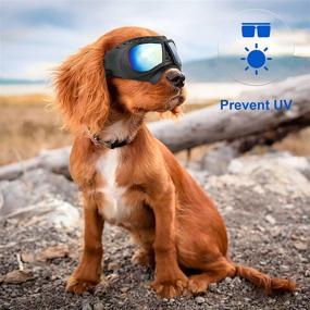 img 3 attached to 🕶️ SLDPET Dog Sunglasses: Stylish & Protective UV Glasses for Small Breed Dogs with Long Snouts - Wind & Snow Proof, Soft Frame & Adjustable Straps - Black with Blue Lens