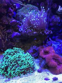 img 1 attached to Reef Builder: Ultimate 4kg / 8.8 lbs Solution for Vibrant Coral Reef Growth