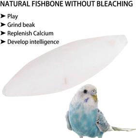 img 1 attached to 🐦 Hemobllo Cuttlebone for Birds - 6 Set Cuttlefish Bones with Metal Holder - Parrot Cuddle Bone Chew Toy - Pet Molar Toy Cuttlebone for Cockatiels and Parakeets (10-12cm)