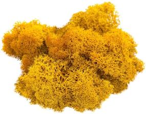 img 1 attached to 🍊 Preserved Reindeer Moss in Mango Color - 2oz Orange Moss for Fairy Gardens, Terrariums, Crafts & Floral Projects. Includes Bonus Nautical eBook by Joseph Rains