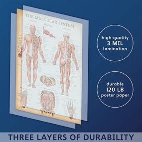 img 2 attached to Vintage Muscular System Anatomical Chart