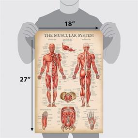 img 3 attached to Vintage Muscular System Anatomical Chart