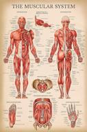 vintage muscular system anatomical chart logo