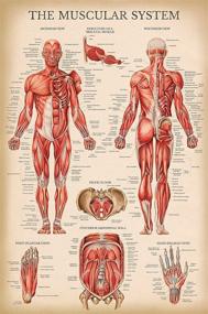 img 4 attached to Vintage Muscular System Anatomical Chart