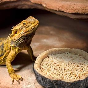 img 3 attached to 🦎 2-Pack Reptile Food and Water Bowls by CalPalmy - Novelty Food Bowl for Lizards, Young Bearded Dragons, Small Snakes, and More - BPA-Free Plastic, Non-Toxic Material