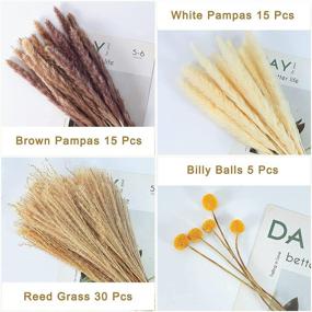 img 2 attached to 🌾 Glicrili 65 Pieces of Dried Pampas Grass Decor - 15 White Pampas, 15 Brown Pampas, 30 Reed Grass, and 5 Billy Balls - Natural Dried Bouquet for Home Decor, Boho Wedding, Party, and Photographs.