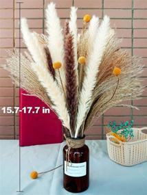 img 3 attached to 🌾 Glicrili 65 Pieces of Dried Pampas Grass Decor - 15 White Pampas, 15 Brown Pampas, 30 Reed Grass, and 5 Billy Balls - Natural Dried Bouquet for Home Decor, Boho Wedding, Party, and Photographs.