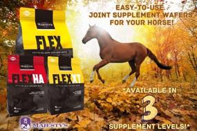 img 3 attached to Majesty's Flex XT Wafers: Advanced Horse Joint Support with Higher Supplement Levels - Glucosamine, MSM, Yucca, Vitamin C - 30 Count (1 Month Supply)