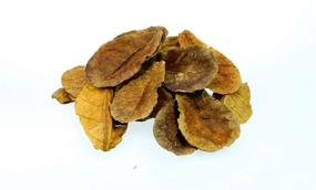 img 3 attached to Dr. Moss Catappa Leaves - Indian Almond Leaves Medium Catappa 🍃 10-15cm for Betta Fish & Shrimps (20 pcs): Natural and Effective Aquarium Conditioner