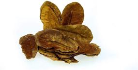 img 1 attached to Dr. Moss Catappa Leaves - Indian Almond Leaves Medium Catappa 🍃 10-15cm for Betta Fish & Shrimps (20 pcs): Natural and Effective Aquarium Conditioner