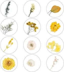 img 3 attached to 🌺 XYXCMOR Real Dried Flowers Bundles: Colorful Eucalyptus Leaves, Gypsophila Daisy, and Pressed Flowers for Art Craft, Soap Candle, Scrapbooking, Resin Floral Decors